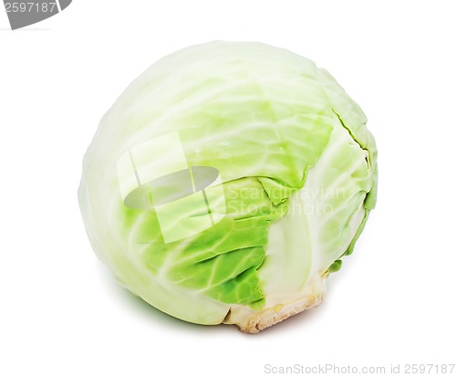 Image of Cabbage