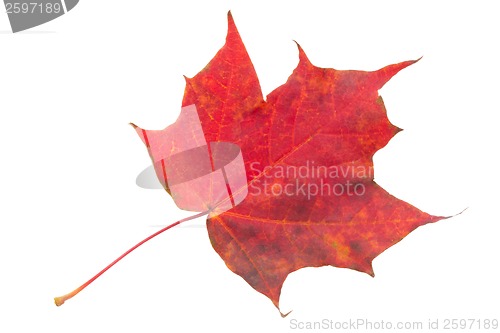 Image of Maple leaf