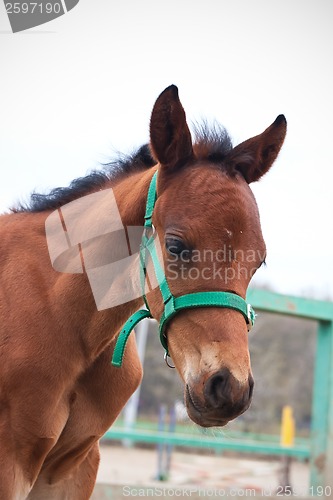Image of Horse