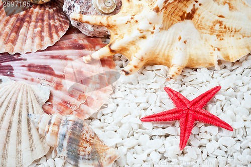 Image of Seashells