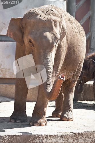 Image of Elephant