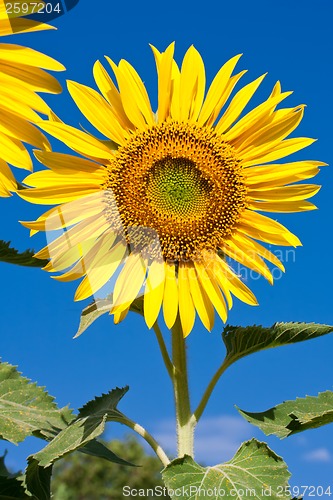 Image of Sunflower