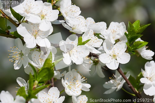 Image of Apple flowers