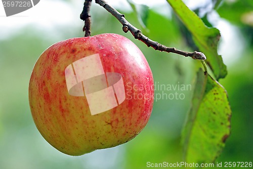 Image of Ripe apple