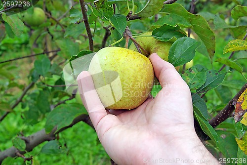 Image of Hand picking apple