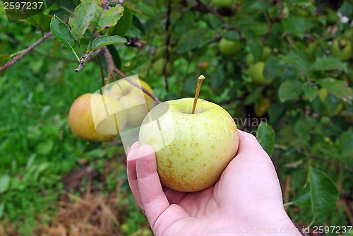 Image of Hand with apple