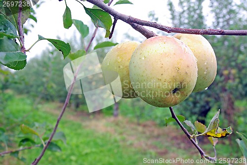 Image of Apple orchard