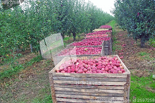 Image of Apple orchard harvest