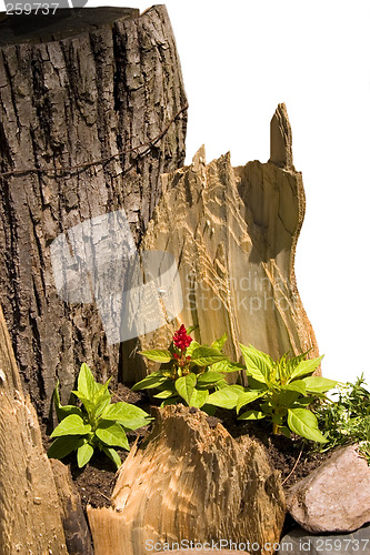 Image of Rustic Garden