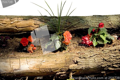 Image of Rustic Begonia Garden