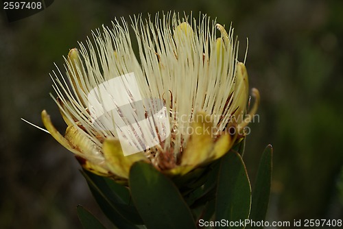 Image of Flower