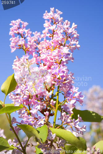 Image of Colors of Spring