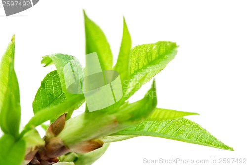 Image of Tree branch in spring