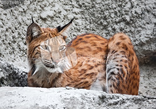 Image of Lynx