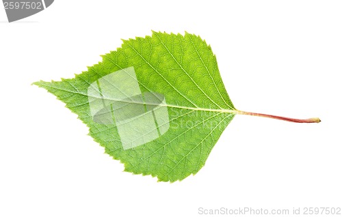 Image of Green leaf