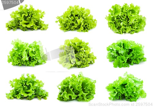Image of Lettuce