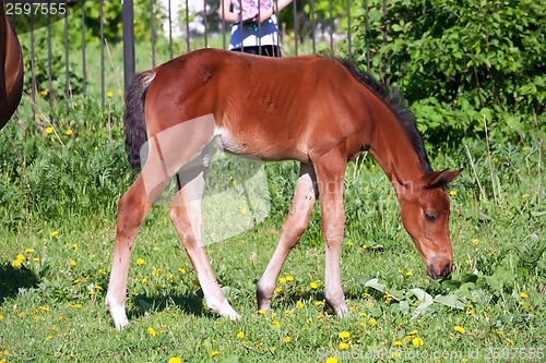 Image of Horse