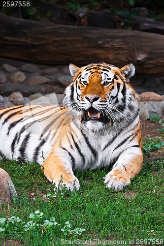 Image of Tiger