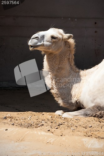 Image of Camel