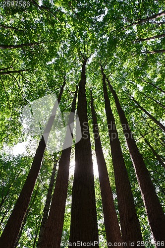 Image of Green forest
