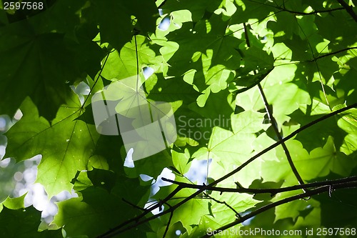 Image of Leaves background