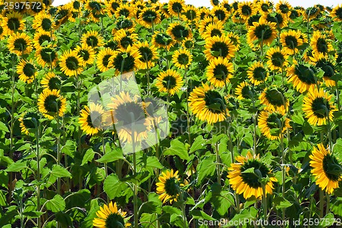 Image of Sunflowers