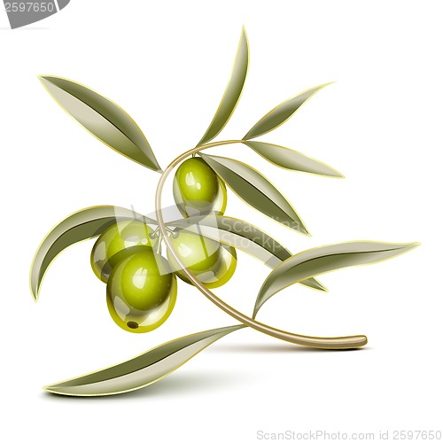 Image of Green olives branch