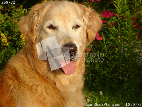 Image of Golden Retreiver