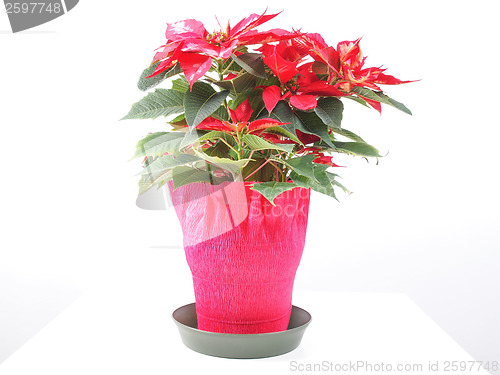 Image of Poinsettia