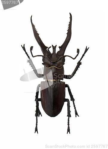 Image of Beetle