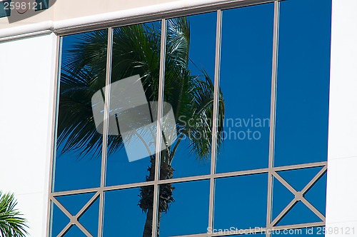 Image of palm tree reflected in glass