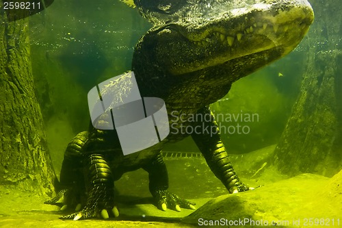 Image of Crocodile