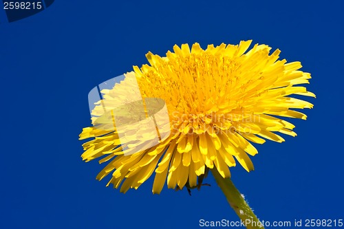 Image of Dandelion