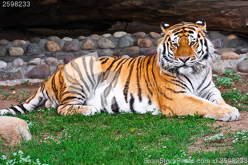 Image of Tiger