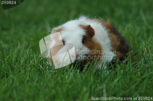 Image of Guinea pig