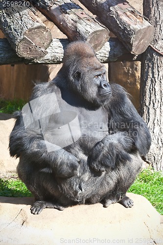 Image of Gorilla