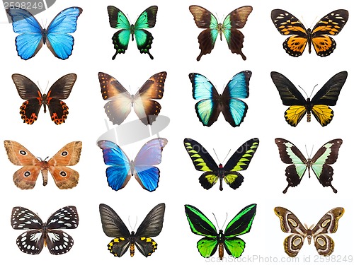 Image of Tropical butterflies