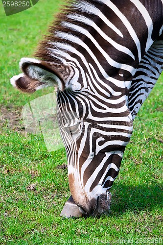 Image of Zebra