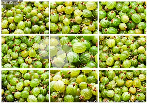 Image of Gooseberries