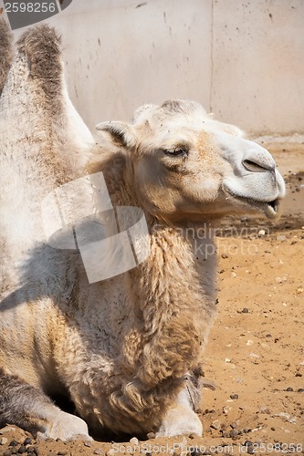 Image of Camel