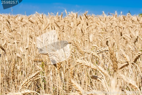 Image of Wheat field