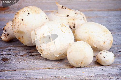 Image of White Champignon Mushrooms