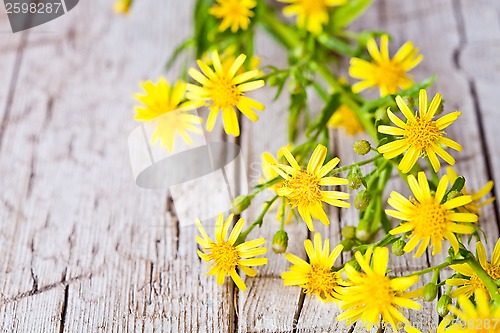 Image of wild yellow flowers 