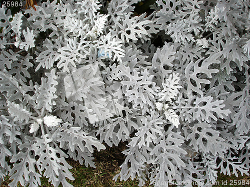 Image of White shaped leaves