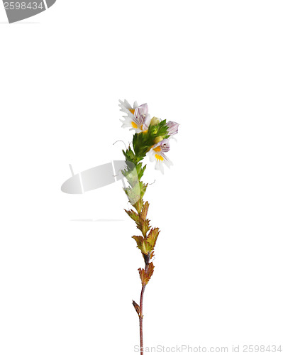 Image of Eyebright (Euphrasia officinalis)