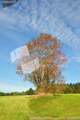 Image of Rowan (Sorbus aucuparia)