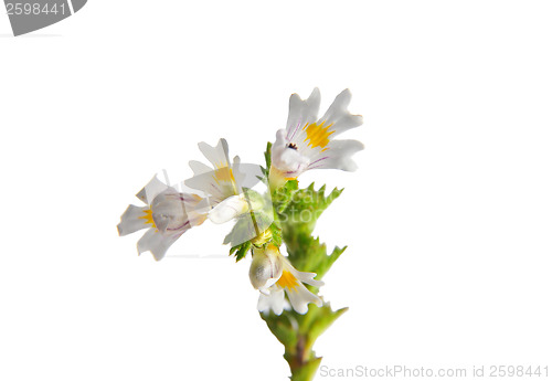 Image of Eyebright (Euphrasia officinalis)