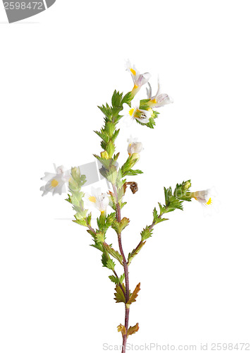 Image of Eyebright (Euphrasia officinalis)