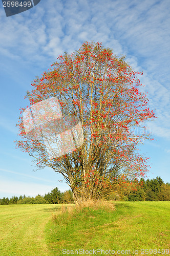 Image of Rowan (Sorbus aucuparia)