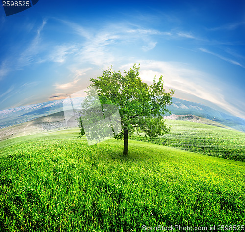 Image of Meadows and tree